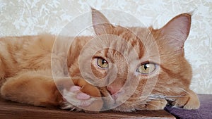 Red tabby cat with ginger eyes and cute paw with pink pads and long fur
