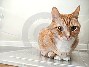 A red tabby cat with green eyes sits in a transparent plastic.