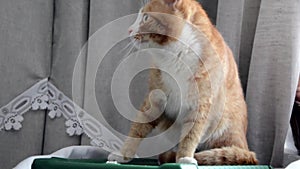 The red tabby cat hisses in fright. Close - up of the cat