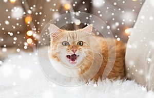 Red tabby cat at home on christmas