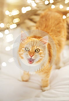 Red tabby cat mewing in bed at home