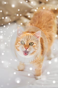 Red tabby cat mewing in bed at home over snow