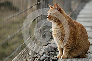 Red tabby cat perched on a stepping stone gazing through a fence