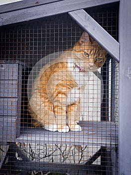 Red tabby cat with pink collar sitting in a cattio