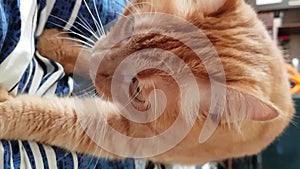 Red tabby cat purrs and massages blanket by paws