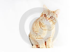 Red tabby cat sitting on white background
