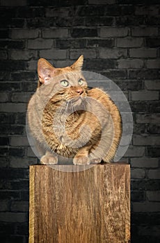 Red tabby cat sitting on wooden column and looking away.
