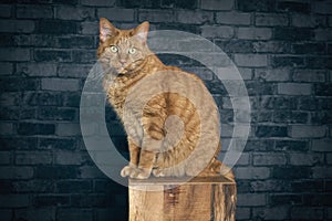 Red tabby cat sitting on wooden column and looking at camera.