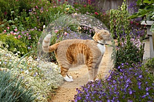 Red tabby cat smelling flowers in a garden full of blooming flowers