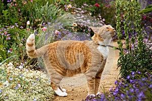Red tabby cat smelling the plants in a blooming garden.