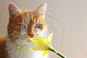 Red tabby cat sniffing at a flower