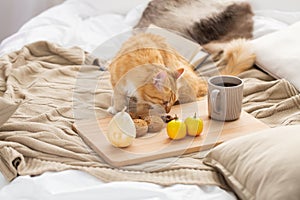 Red tabby cat sniffing food on bed at home