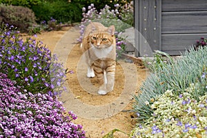 Red tabby cat walking down a garden path blooming with flowers