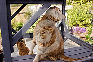 Red tabby cats in an outdoor enclosure known as a catio.