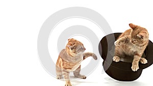 Red Tabby Domestic Cat, Adults Playing in Top Hat against White BackgroundRed Tabby Domestic Cat, Adults Playing in Top Hat