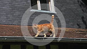 Red Tabby Domestic Cat walking on Roof, Normandy,