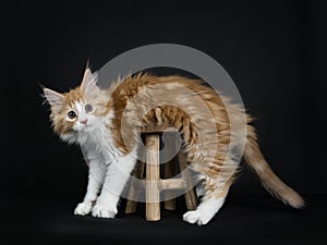 Red tabby high white Maine Coon cat