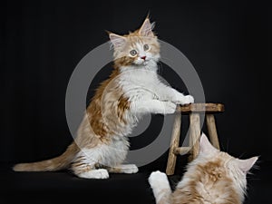 Red tabby high white Maine Coon cat / kitten