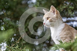 Red tabby kitten sitting in a tree