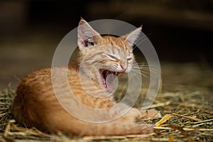 Red tabby kitten yawns heartily