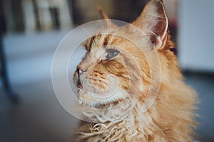 Red tabby maine coon kitten. Orange little cat laying on cat house.