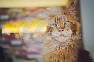 Red tabby maine coon kitten. Orange little cat laying on cat house.