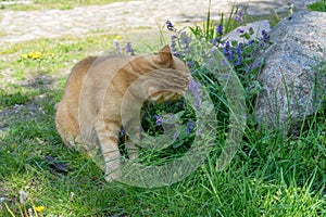 Red tomcat eats flowering cat mint photo