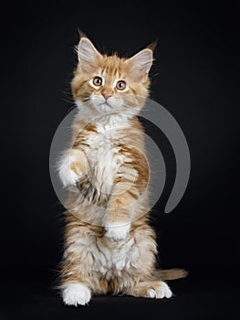 Red tabby with white Maine Coon kitten on black