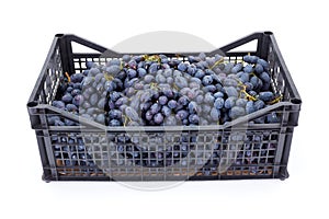Red table grapes (Vitis) in plastic crate photo