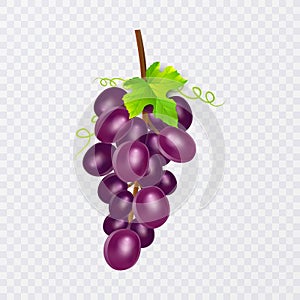 Red table grapes, wine grapes. Fresh fruit, 3d vector icon set. Bunch of grapes ripe, vector eps 10