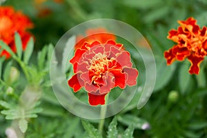 Red Tagete Marigold in the garden with green background photo