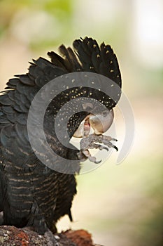 Red tail black cockatoo feeding