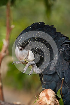 Red tail black cockatoo feeding