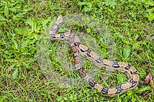Red Tail Boa Constrictor in the grass