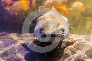 Red tail catfish with its face in closeup, big tropical fish from the amazon basin of America