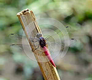 Red tail dragonfly hanging a stick