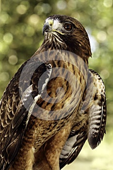 Red Tail Hawk