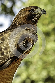 Red Tail Hawk