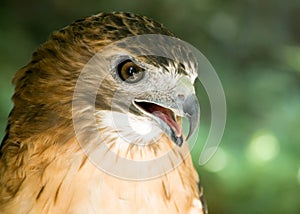 Red-tail Hawk