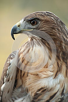 Red Tail Hawk