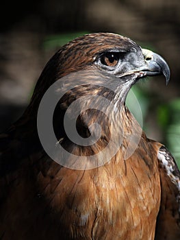 Red Tail Hawk