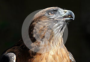 Red Tail Hawk