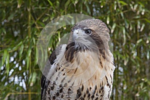 Red tail hawk