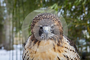 Red tail hawk