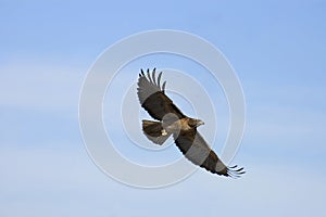 Red Tail Hawk