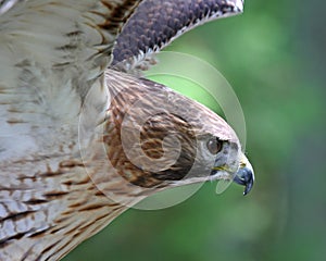 Red Tail Hawk