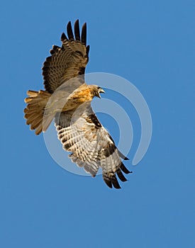 Red Tail Hawk