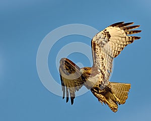 Red Tail Hawk photo