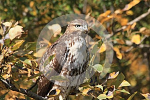 Red tail hawk