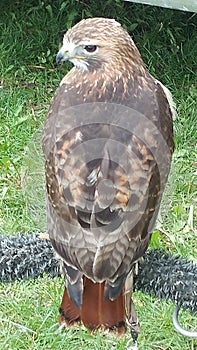 Red tail hawk